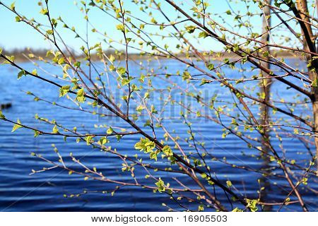albero del foglio di primavera