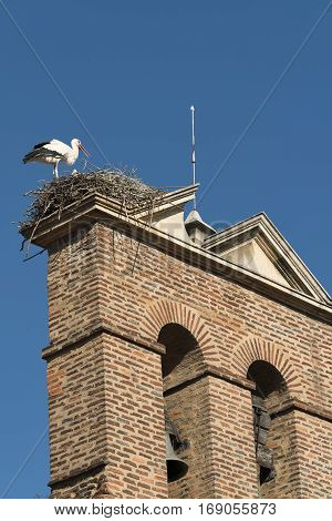 Leon (Castilla y Leon Spain): a stork in the nest at top of an old church belfry along the Calle Conde Luna at summer