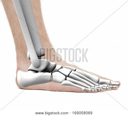 Foot Ankle Bones - Anatomy Male - Studio Photo Isolated On White