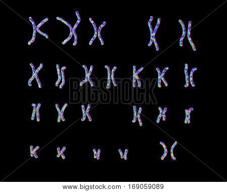 Normal human female karyotype, unlabeled. 3D illustration