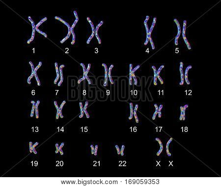 Normal human female karyotype, labeled. 3D illustration