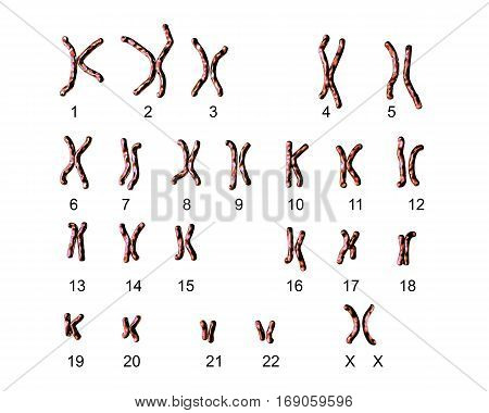 Normal human female karyotype, labeled. 3D illustration