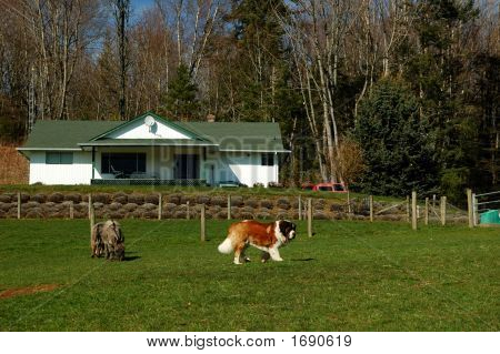 Farm Animals And House