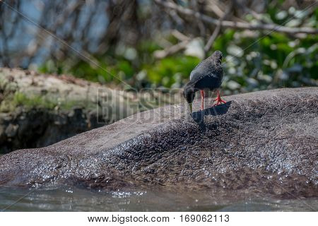 Black crake or Amaurornis flavirostra on back of hippo