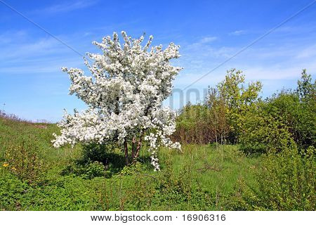 albero selvatico aple