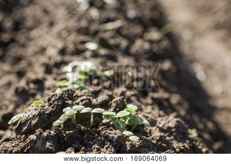 Close up green cotyledon of germinated sesame seeds from field