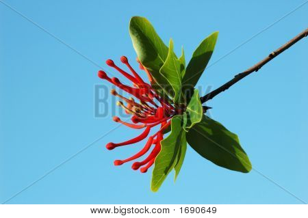 Embothrium Coccinea