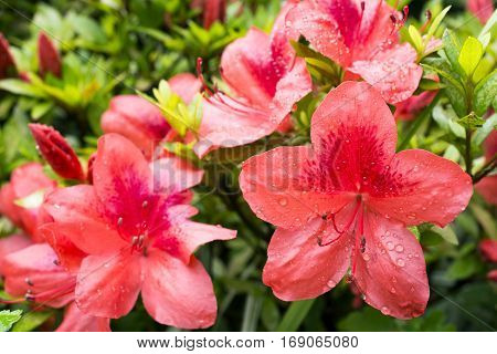 Bright vermilion azalea flowers(Rhododendron kaempferi) wet with rain