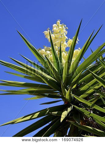 Blooming yucca plant on a blue sky background.