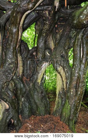 Old rotten and distorted trunk in spring