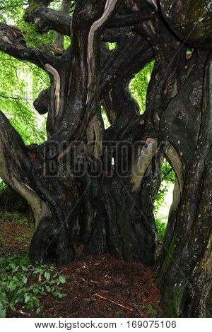 Old rotten and distorted trunk in spring
