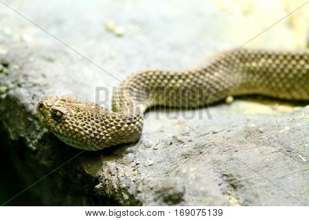 Brown toxic snake in terrarium on stone.