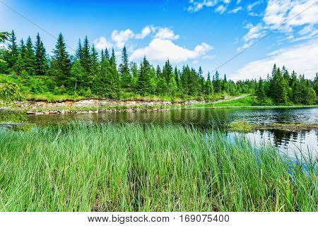 Norway landscape with lake meadow and summer forest