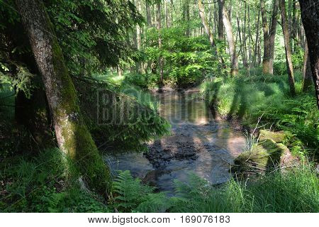 A  brook in the forest in the early morning with tree in the foreground