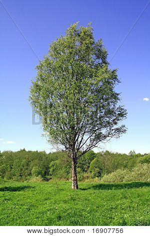Bříza na poli