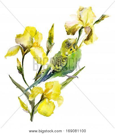 Green and yellow parrot (budgie) sitting on yellow iris twig on white background. Watercolor painting hand drawn.