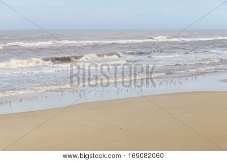 Sanderling At The Beach