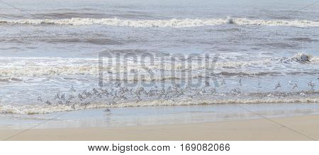 Sanderling Flying At The Beach