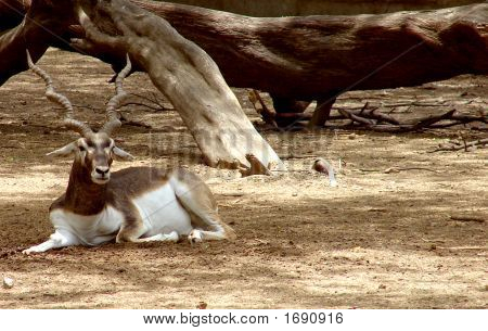 Deer4
