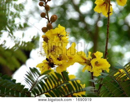 Gule blomster