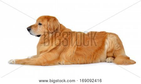 Hovawart dog isolated on a white background