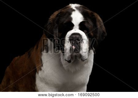 Close-up Headshot of Huge Saint Bernard Dog on Isolated Black Background, Front view