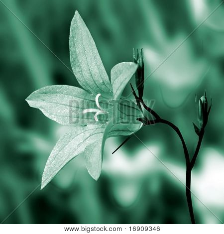 Campanula på äng