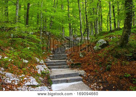 Stone stairs in green spring forest to waterfall Savica in Triglav national park near Bohinj lake, Slovenia