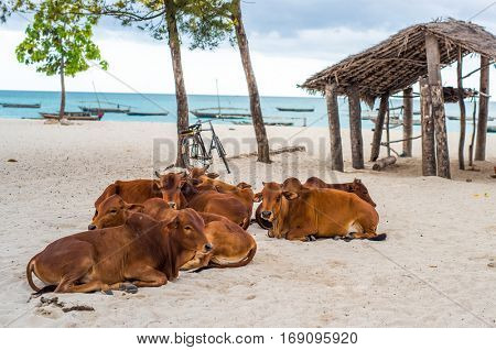 brown african cows with hamps lying on sandy zanzibar beach