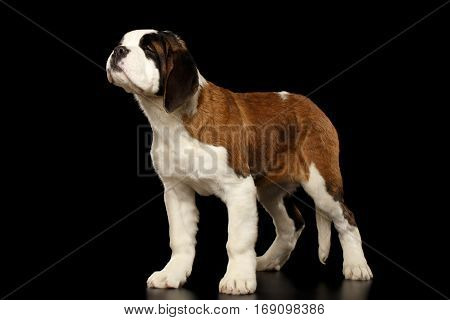Gorgerous Saint Bernard Puppy Standing and Sniffing on Isolated Black Background, side view
