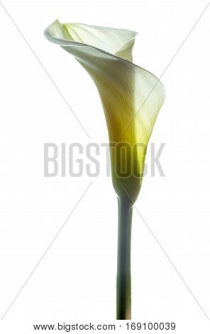 Calla Lily In White