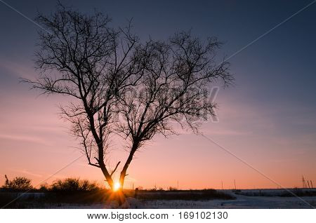 Tree in snow scene with dramatic sunset