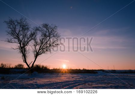 Tree In Snow Scene With Dramatic Sunset.