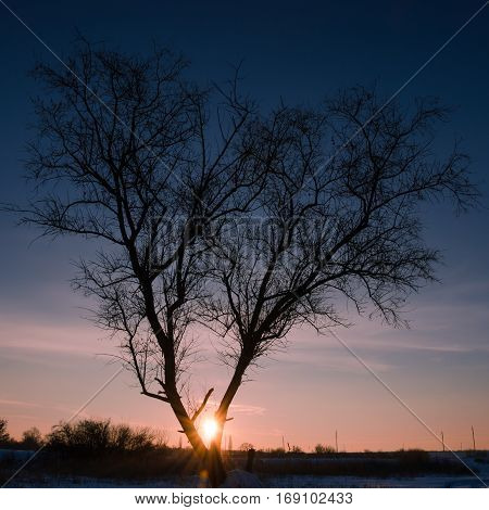 Tree In Snow Scene With Dramatic Sunset. Instagram Crop