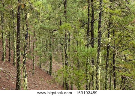 Central Gran Canaria