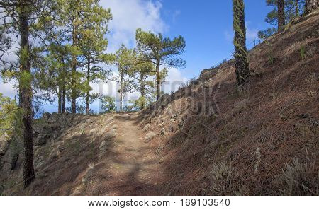 Central Gran Canaria