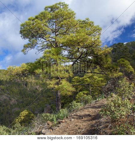 central Gran Canaria Nature Park Tamadaba canarian Pine trees on the slopes footpath
