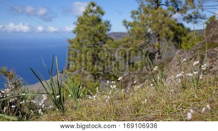 central Gran Canaria Nature Park Tamadaba rosy garlic flowering in winter