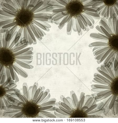 textured old paper background with backlit daisy flower