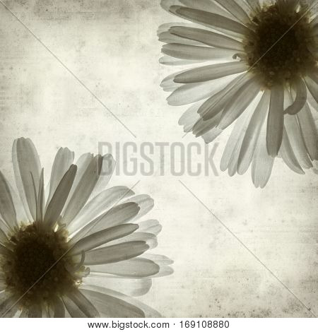 textured old paper background with backlit daisy flower