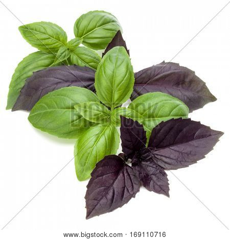 Close up studio shot of fresh green and red basil herb leaves mix isolated on white background. Sweet Genovese basil and Purple Dark Opal Basil.