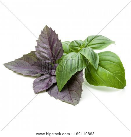 Close up studio shot of fresh green and red basil herb leaves mix isolated on white background. Sweet Genovese basil and Purple Dark Opal Basil.