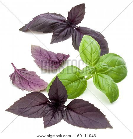 Close up studio shot of fresh green and red basil herb leaves mix isolated on white background. Sweet Genovese basil and Purple Dark Opal Basil.