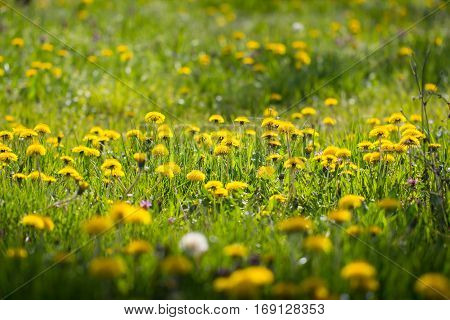 Beautiful sunny spring meadow full of yellow dandelion flower blossom and green grass as a nature background