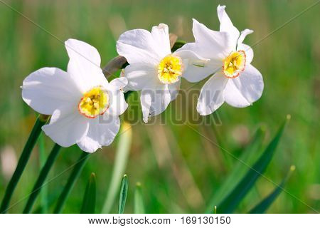 Beautiful white narcissus flower on a green spring meadow full of sunlight
