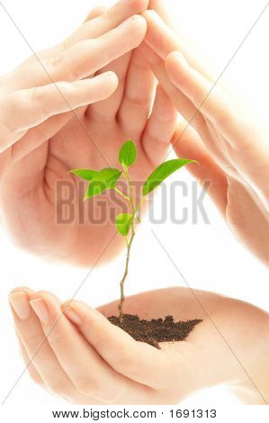 Des mains humaines et jeune Plant