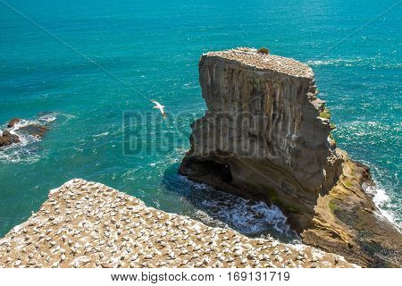 Muriwai Gannet Colony, Muriwai Regional Park, West Coast of the North Island in Auckland,New Zealand