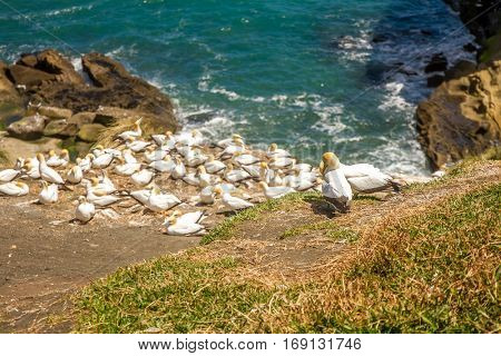 Muriwai Gannet Colony, Muriwai Regional Park, West Coast of the North Island in Auckland,New Zealand