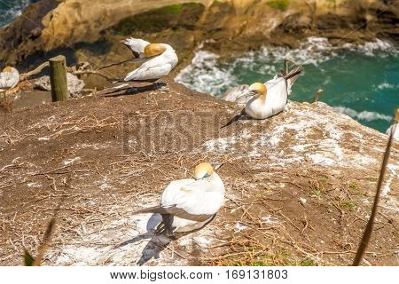 Muriwai Gannet Colony, Muriwai Regional Park, West Coast of the North Island in Auckland,New Zealand