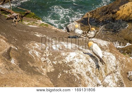 Muriwai Gannet Colony, Muriwai Regional Park, West Coast of the North Island in Auckland,New Zealand